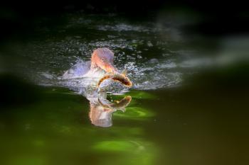 Soutěžní obrázek