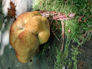 Soutěžní obrázek