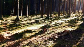 Soutěžní obrázek