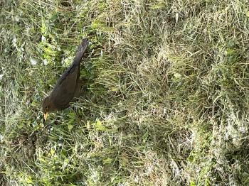 Soutěžní obrázek