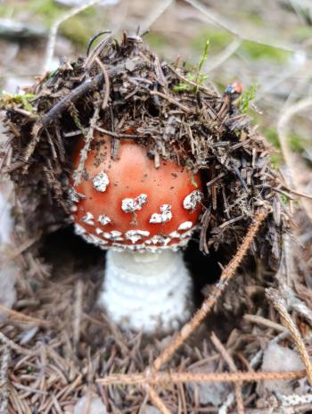 Soutěžní obrázek