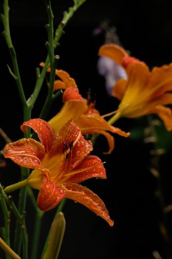 Soutěžní obrázek